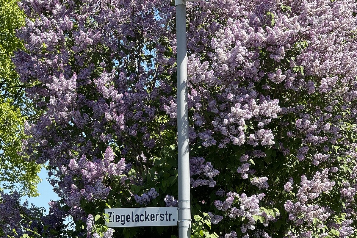 Ziegelackerstraße